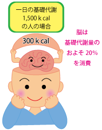 脳に必要なエネルギー