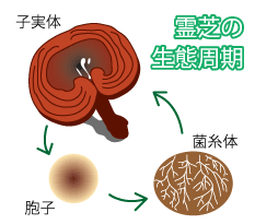 霊芝の生態周期
