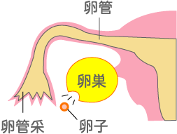 岡田厚生堂薬局