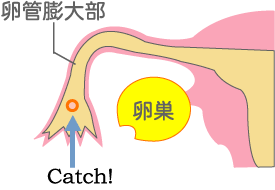 岡田厚生堂薬局