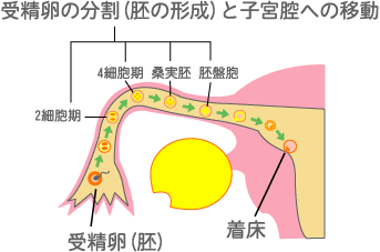 岡田厚生堂薬局