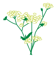 婦宝当帰膠ふほうとうきこうティータイム岡田厚生堂薬局