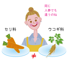 薬用人参と人参の違い